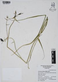 Calochortus barbatus image